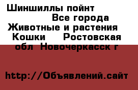 Шиншиллы пойнт ns1133,ny1133. - Все города Животные и растения » Кошки   . Ростовская обл.,Новочеркасск г.